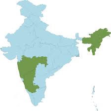 Image result for Scleria tessellata