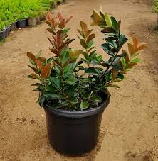 Image result for Acokanthera