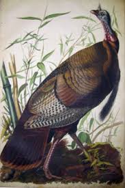 We did not find results for: The Thanksgiving And Christmas Turkey Originated In Mexico As Did Several Other Festive Foods Mexconnect