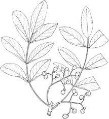 Image result for Rhynchosia tricuspidata