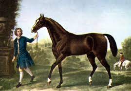 Arabian Horse Facts Lesson For Kids Study Com