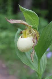Orchid sale now through cyber monday! Lady Slipper Cypripedium Orchids For Sale Hillside Nursery