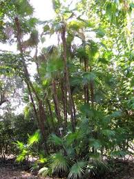 Image result for Acoelorrhaphe wrightii