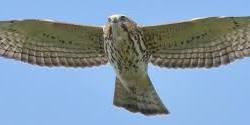 Migration Magic: Enjoying Neotropical Migrant Birds