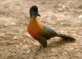 Image result for Parochetus africanus