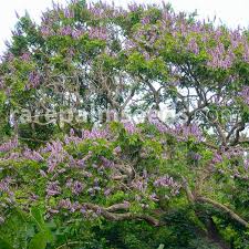 Image result for Millettia grandis