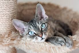 Maybe you would like to learn more about one of these? The Best Cats For Allergies Daily Paws