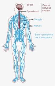 Check spelling or type a new query. Nervous Png Free Hd Nervous Transparent Image Pngkit
