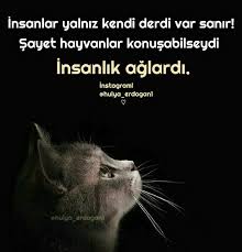 Hulya Erdogan Adli Kullanicinin Hulyaerdogan1 Panosundaki Pin 2020 Hayvanlar Evcil Hayvanlar Guzel Soz