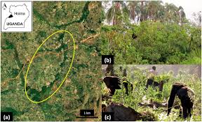 Image result for Aneilema nyasense