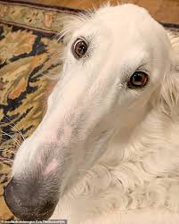 Dog Owner Believes Her Pup Has The Longest Nose In The World In 2020 Dogs Dog Owners Cute Dogs