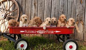 Golden Retriever Puppies For Sale English Cream Retriever Puppies - Rolands Retrievers - Navarre Fl - Golden Puppy Litter Puppies Golden Retriever Breeder