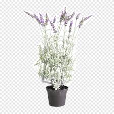 Today, you will speak hundreds or thousands of words. English Lavender French Lavender Semak Batang Tanaman Bunga Bunga Ungu Cabang Png Pngegg