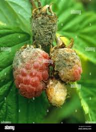 Image result for Botrytis cinerea