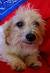 Fox Terrier Wirehaired Terrier Mix Jack Russell
