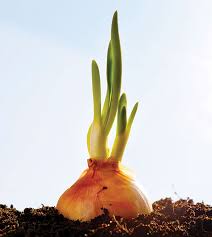 Not much to do here unless you are planting spring flowering bulbs. 10 Things To Do In The Garden In October San Diego Home Garden Lifestyles