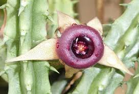 Image result for Huernia procumbens