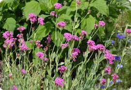 Image result for Silene