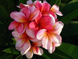 Australian Flowers The Plumeria Quandamooka Beautifulaustralia Australian Flowerbeauty Australian Flowers Flowers Australia Plumeria Flowers
