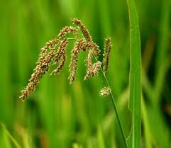 Image result for Styppeiochloa