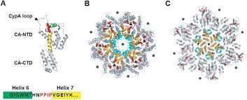 This menu's updates are based on your activity. Identification Of A Structural Element In Hiv 1 Gag Required For Virus Particle Assembly And Maturation Mbio