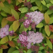 Image result for Spiraea x bumalda ´Crispa