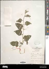 Image result for Cucumis aculeatus