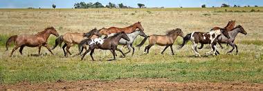 Jahrhundert ist der mustang in den usa beheimatet. Die Heiligen Pferde Der Indianer Tierwelt