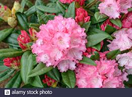 Yakushima Rhododendron High Resolution Stock Photography And Images Alamy