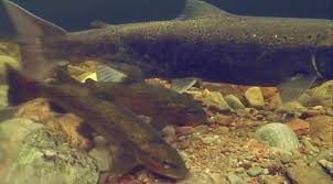 Image result for Artabotrys collinus