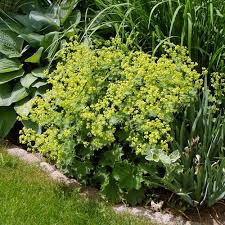 Als heilpflanze wird die auch liebfrauenmantel. Frauenmantel Thriller Alchemilla Mollis Native Plants