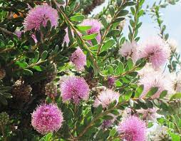 Nature hills is america's largest online plant nursery. Pom Pom Tree Photograph By Marta Robin Gaughen