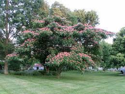 Mimosa Tree Is Beautiful This Year Mimosa Tree Landscaping Trees Tree Seeds