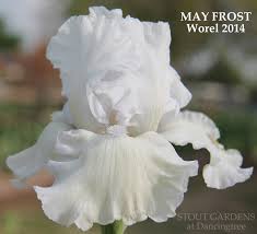 TbMayFrost < TbKthruO < Iris Wiki