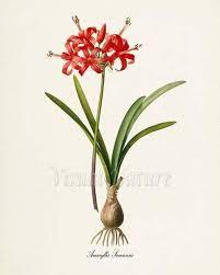 Amaryllis Flower Art Print Botanical Art Print Guernsey Lily Etsy Flower Prints Art Flower Art Botanical Art
