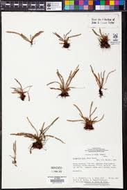 Image result for Grammitis cryptophlebia