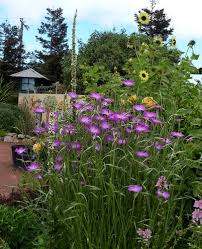 Image result for Agrostemma