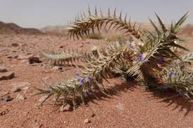 Image result for Blepharis dunensis