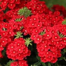 Verveine Estrella Vampire Red Verveine Des Jardins Rouge Orange Intense Fleurs Annuelles Fleurs Verveine