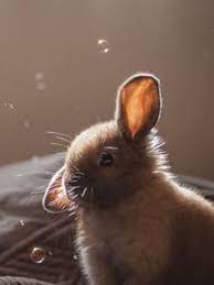 You can also use the templates they have and edit them anyway you want, but this app is a great tool to start with a blank slate. Rabbit Old Mobile Cell Phone Smartphone Wallpapers Hd Desktop Backgrounds 240x320 Images And Pictures