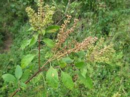 Image result for Ocimum lamiifolium