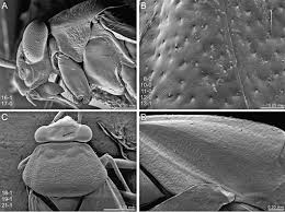 We provide pest control for residential, commercial, and industrial establishments as well as water purification. Revision And Phylogenetic Analysis Of The North American Genus Slaterocoris Wagner With New Synonymy The Description Of Five New Species And A New Genus From Mexico And A Review Of The Genus