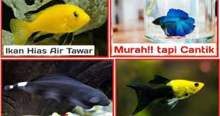 Inilah 7 Jenis Ikan Hias Air Tawar Yang Murah Tapi Cantik Jejaksemut