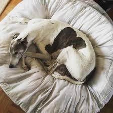 beds without covers are like new beds greyhound greyhoundsofintagram comfortably dogsleeping dogbed grey hound dog greyhound rescue sleeping dogs