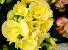 Image result for Begonia poculifera