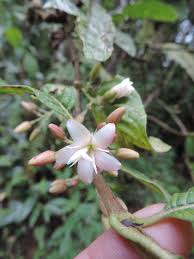 Image result for Galiniera saxifraga