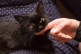 What's the best way to punish a cat? Why Does My Maine Coon Cat Bite Me Petskb