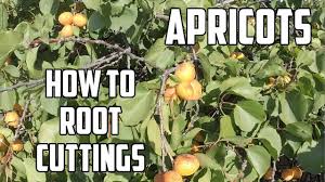 When they have no leaves. How To Apricot Cuttings Fruit Tree Hunter Fruit Trees Tree Care Trees To Plant
