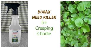 You can use a product that kills every plant in the area and then start over from scratch. Borax Weed Killer For Creeping Charlie
