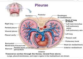 Pin By K R N On Informative Health Help Random And More Respiratory System Respiratory Thoracic Cavity